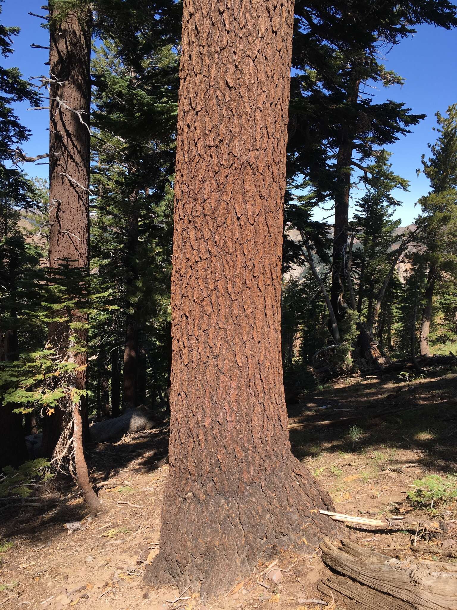 Image of California red fir