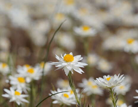 Image of Hyalosperma praecox (F. Müll.) P. G. Wilson