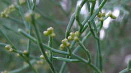 Image of Illawarra Cypress-pine