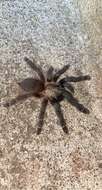 Image of Costa Rican Chevron Tarantula