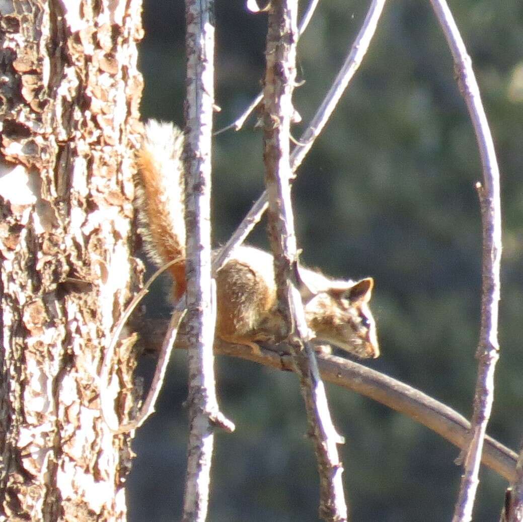 Image of Cliff Chipmunk