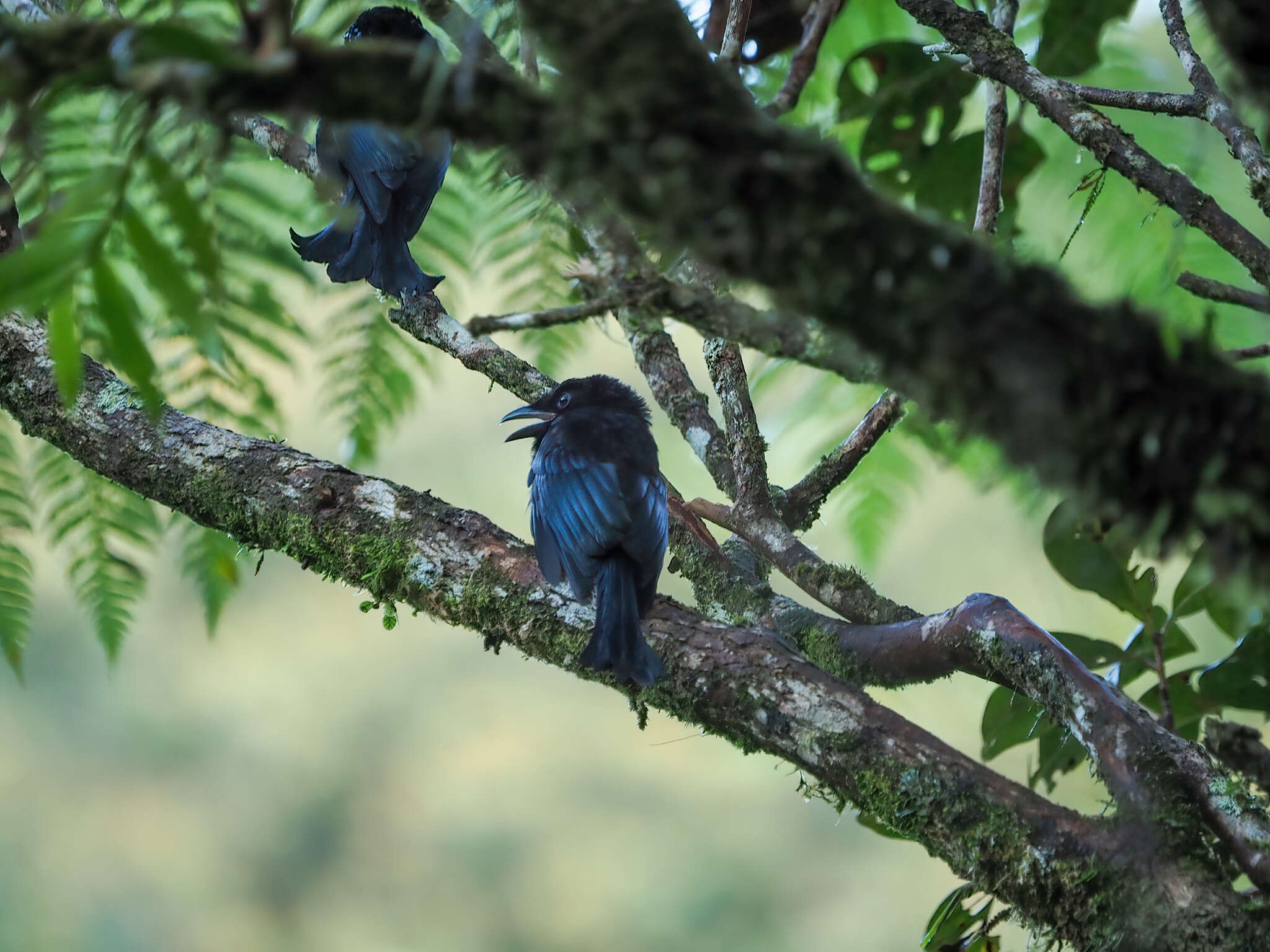 صورة Dicrurus hottentottus borneensis (Sharpe 1879)