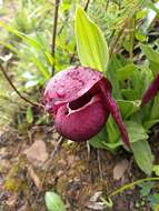 Image of Tibetian Cypripedium