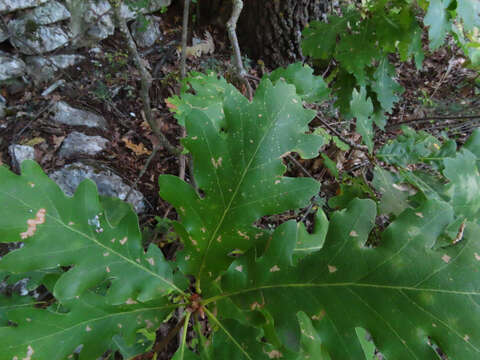 Image of Quercus pubescens subsp. pubescens