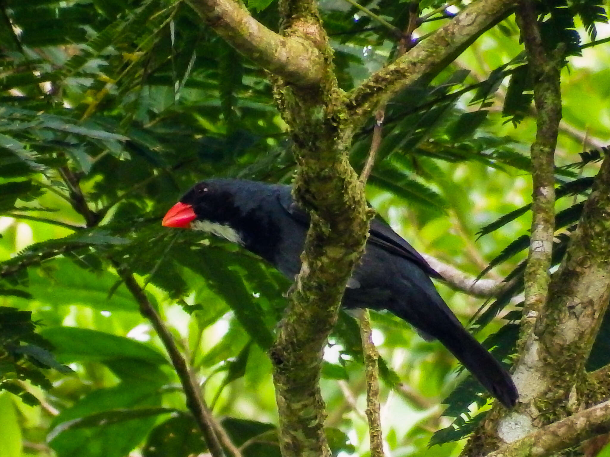 Image of Slate-colored Grosbeak