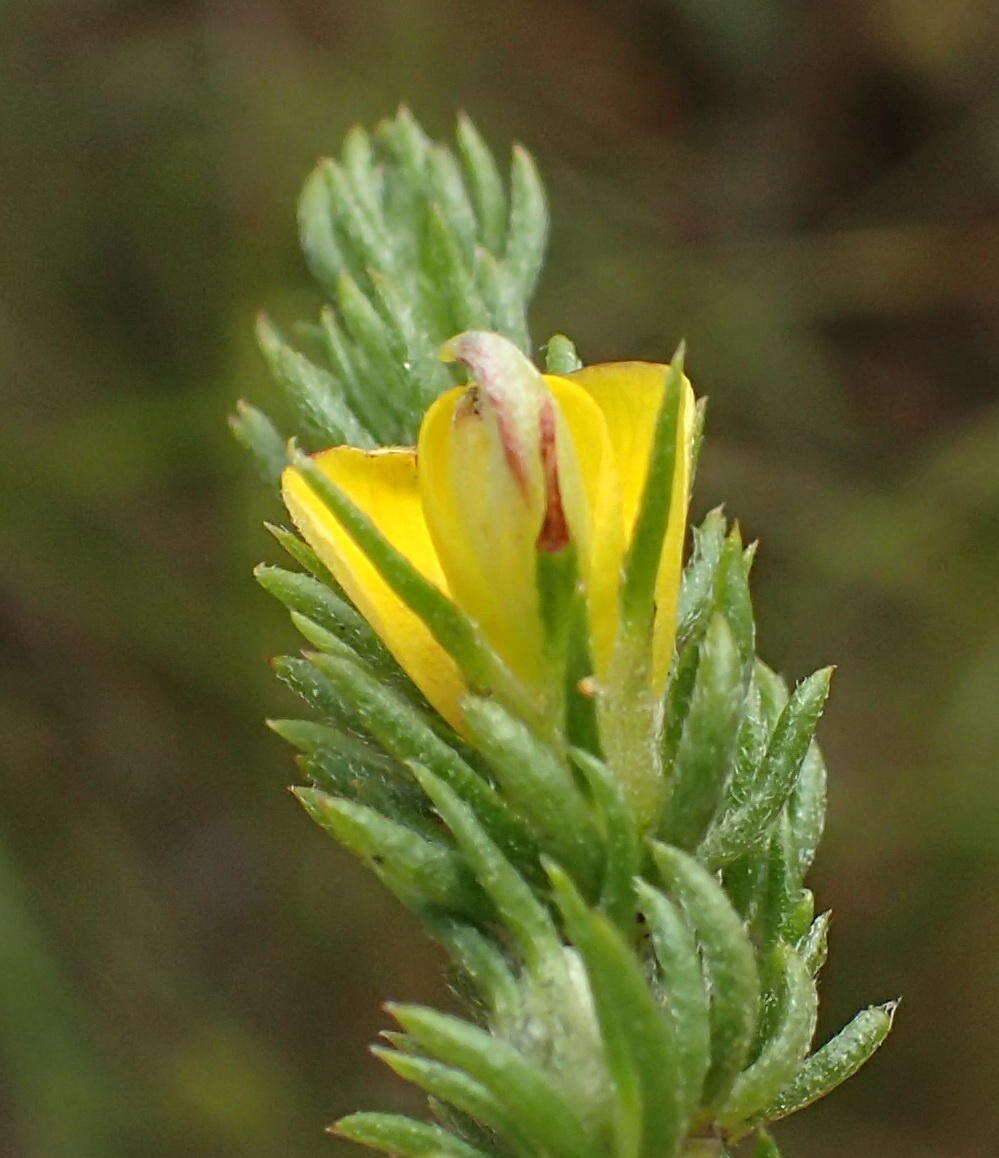 Image of Aspalathus asparagoides subsp. asparagoides