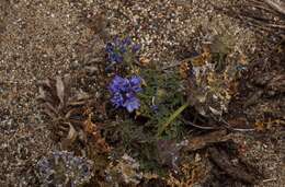 Image of bluehead gilia