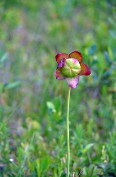 Image of southern purple pitcherplant