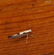 Image of Argyresthia pulchella Zeller 1846