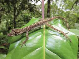 Image of Blotchbelly Anole