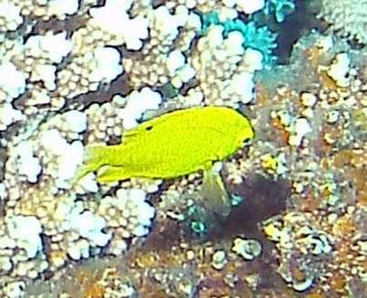 Image of Sulfur damsel