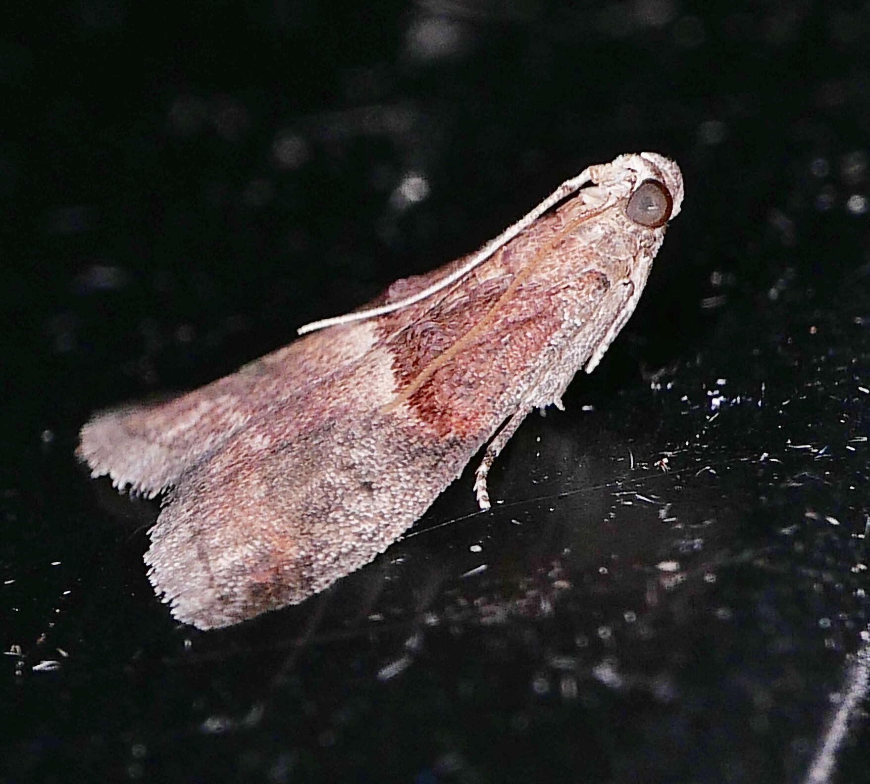 Acrobasis exsulella Zeller 1848 resmi