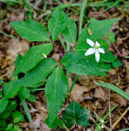 Imagem de Anemone trifolia subsp. trifolia