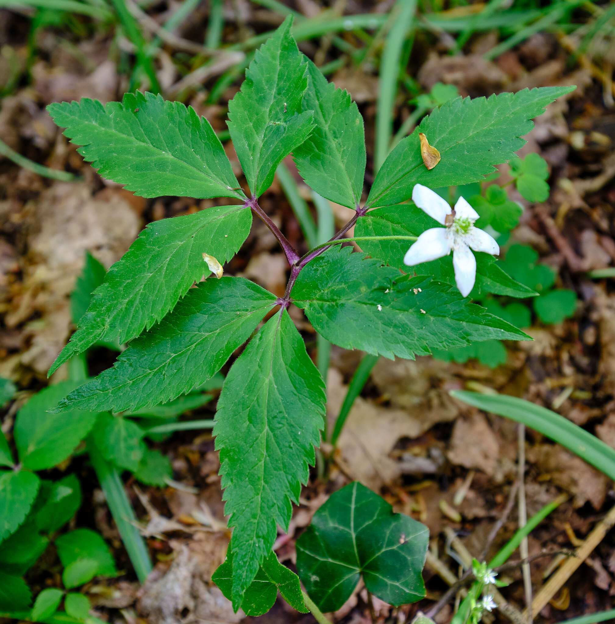 Imagem de Anemone trifolia subsp. trifolia