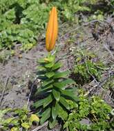 Слика од Lilium maculatum Thunb.