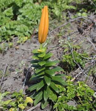 Слика од Lilium maculatum Thunb.