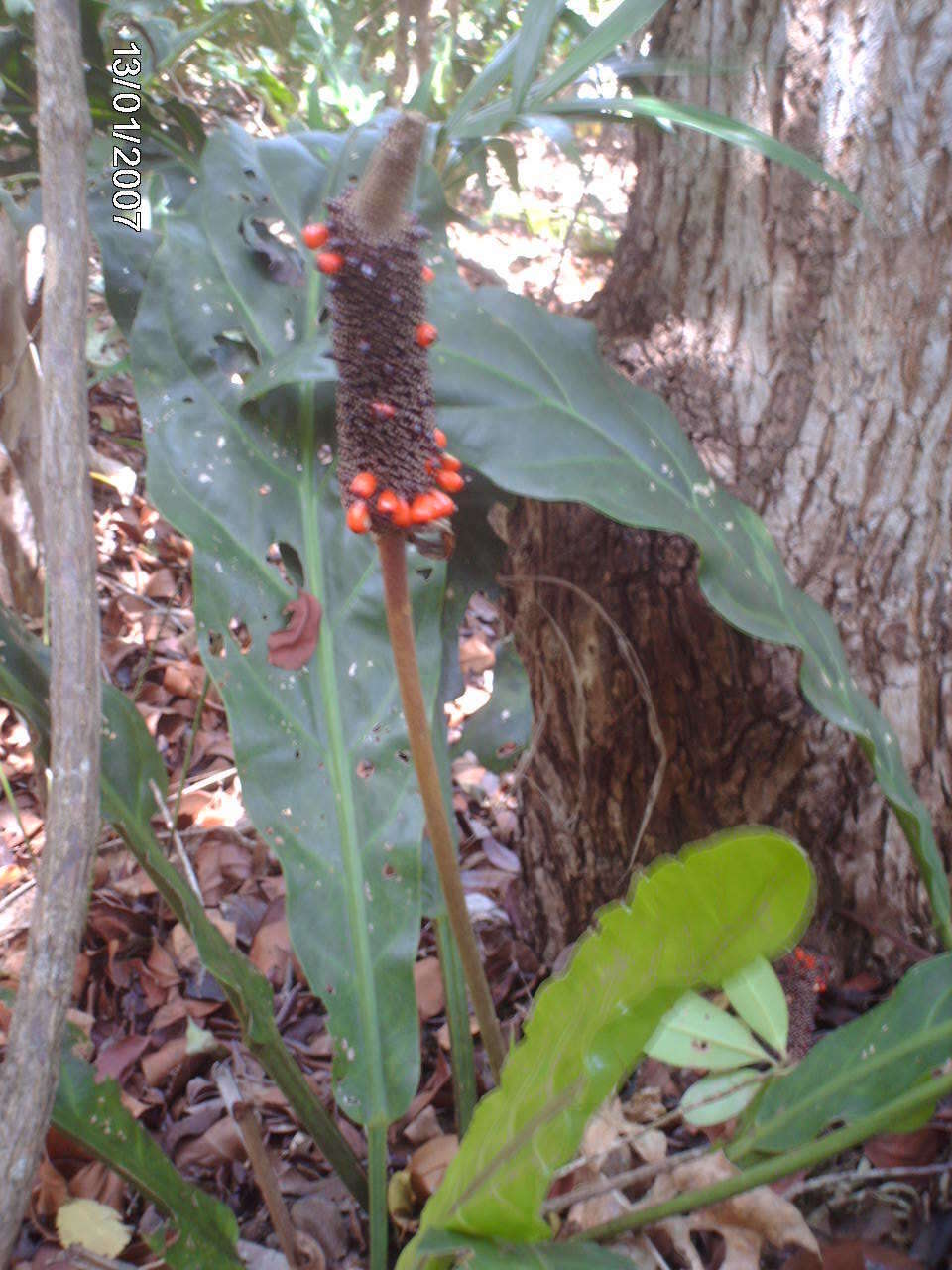 Image of Anthurium affine Schott