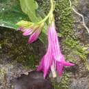 Image of Spigelia pedunculata Kunth