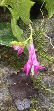 Image of Spigelia pedunculata Kunth