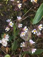 Image of upland eyebright