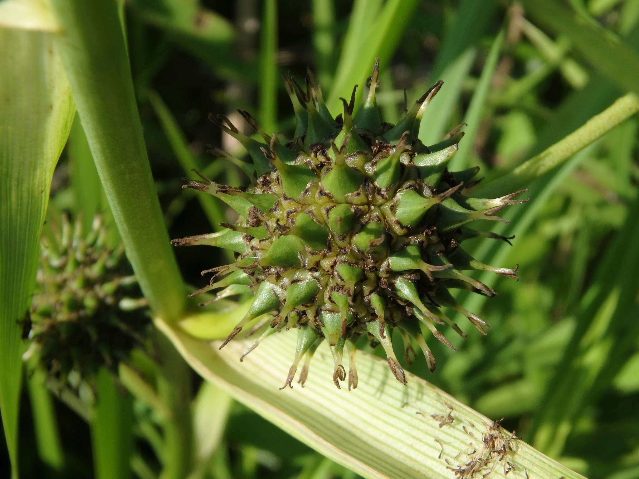 Image of big bur-reed