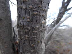 Imagem de Prunus virginiana var. demissa (Nutt.) Torr.