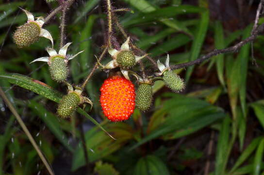 Plancia ëd Rubus sumatranus Miq.