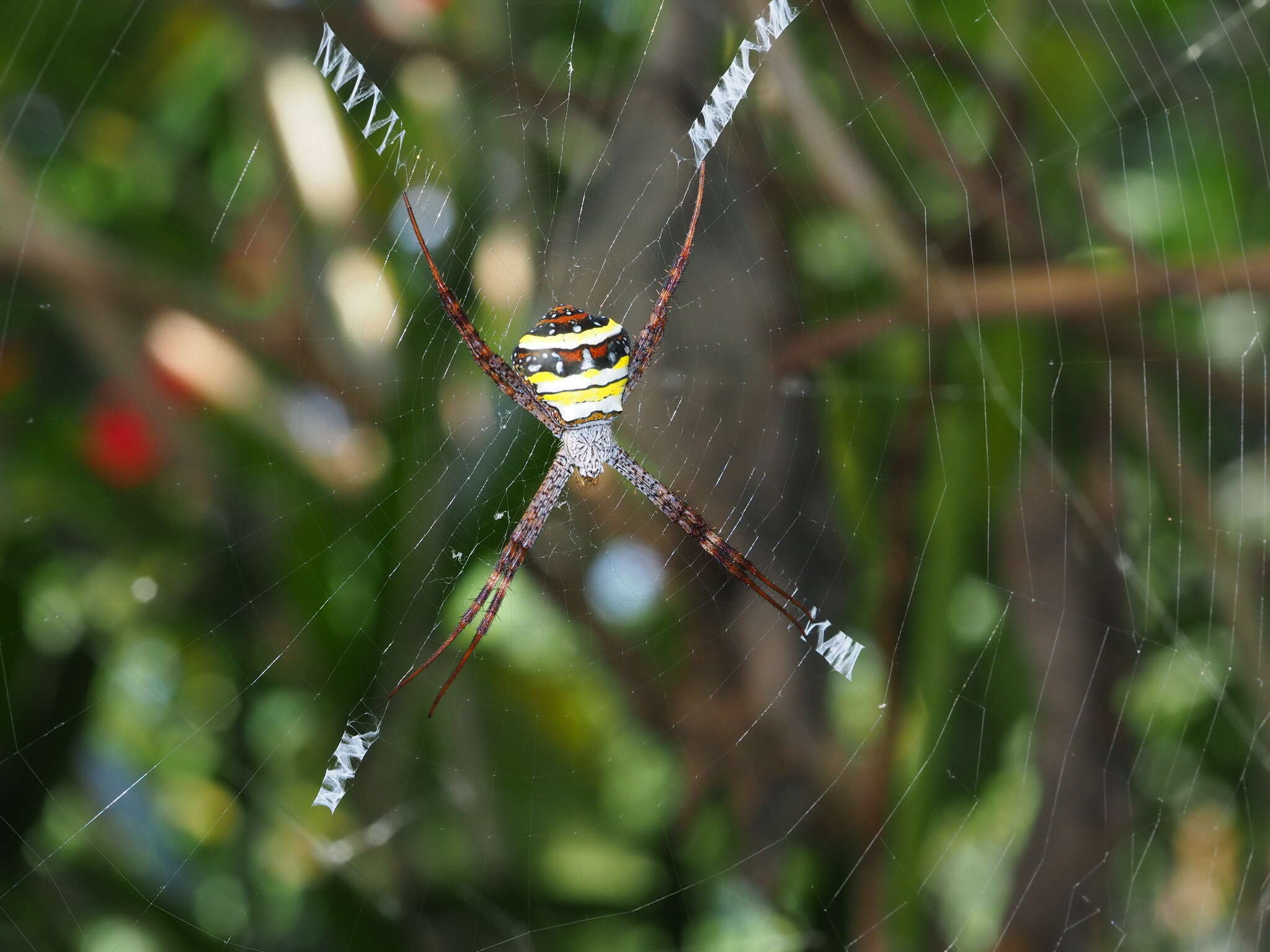 Image of Argiope aetheroides Yin, Wang, Zhang, Peng & Chen 1989