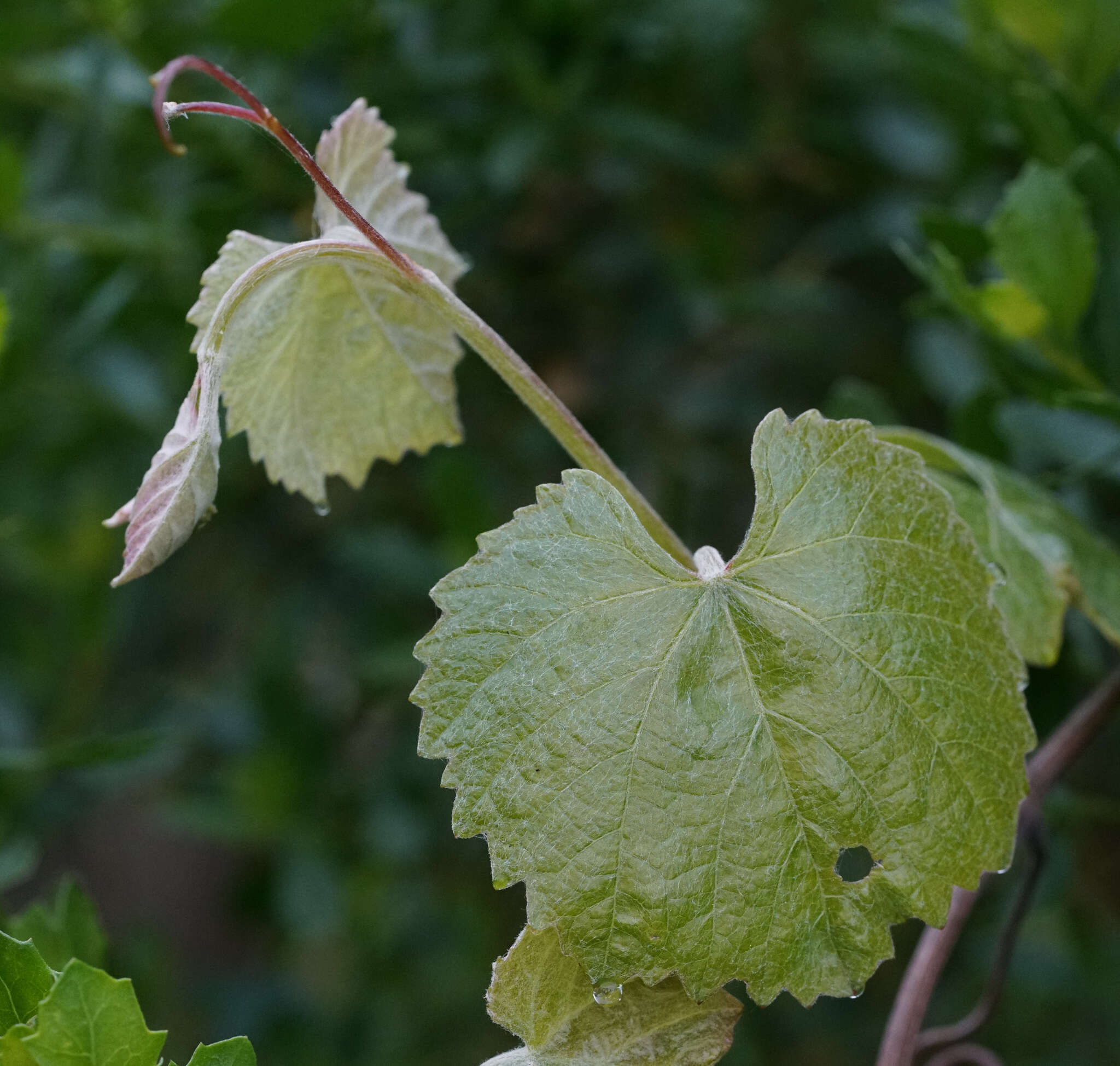 Image of California wild grape