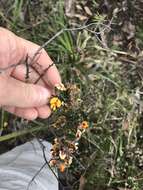 Imagem de Pultenaea juniperina Labill.