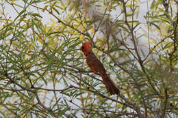 Image of Cardinalis cardinalis superbus Ridgway 1885