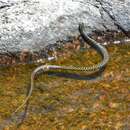 Image of Vanzolini's Ground Snake