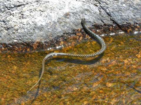 Слика од Lygophis vanzolinii (Dixon 1985)