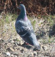 Image of Columba Linnaeus 1758