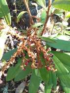 Image of Comarostaphylis longifolia (Benth.) Klotzsch