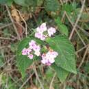 Image of Lantana rugulosa Kunth