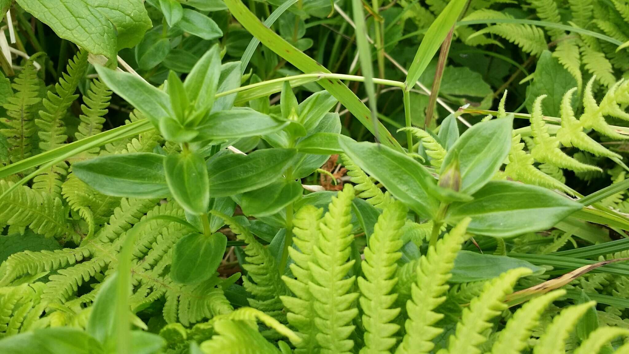 Image of broadpetal gentian