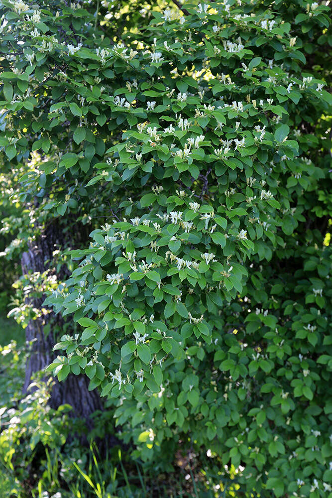 Image of Manchurian honeysuckle