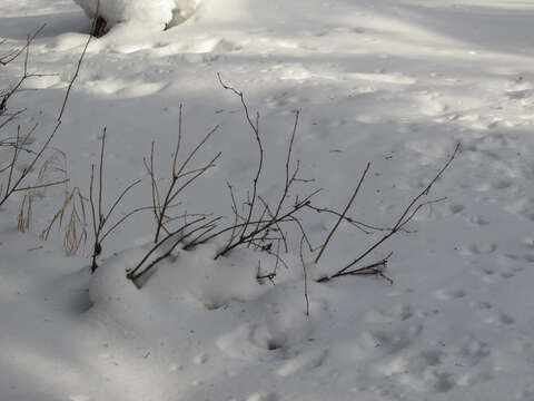 Image of Rock Red Currant