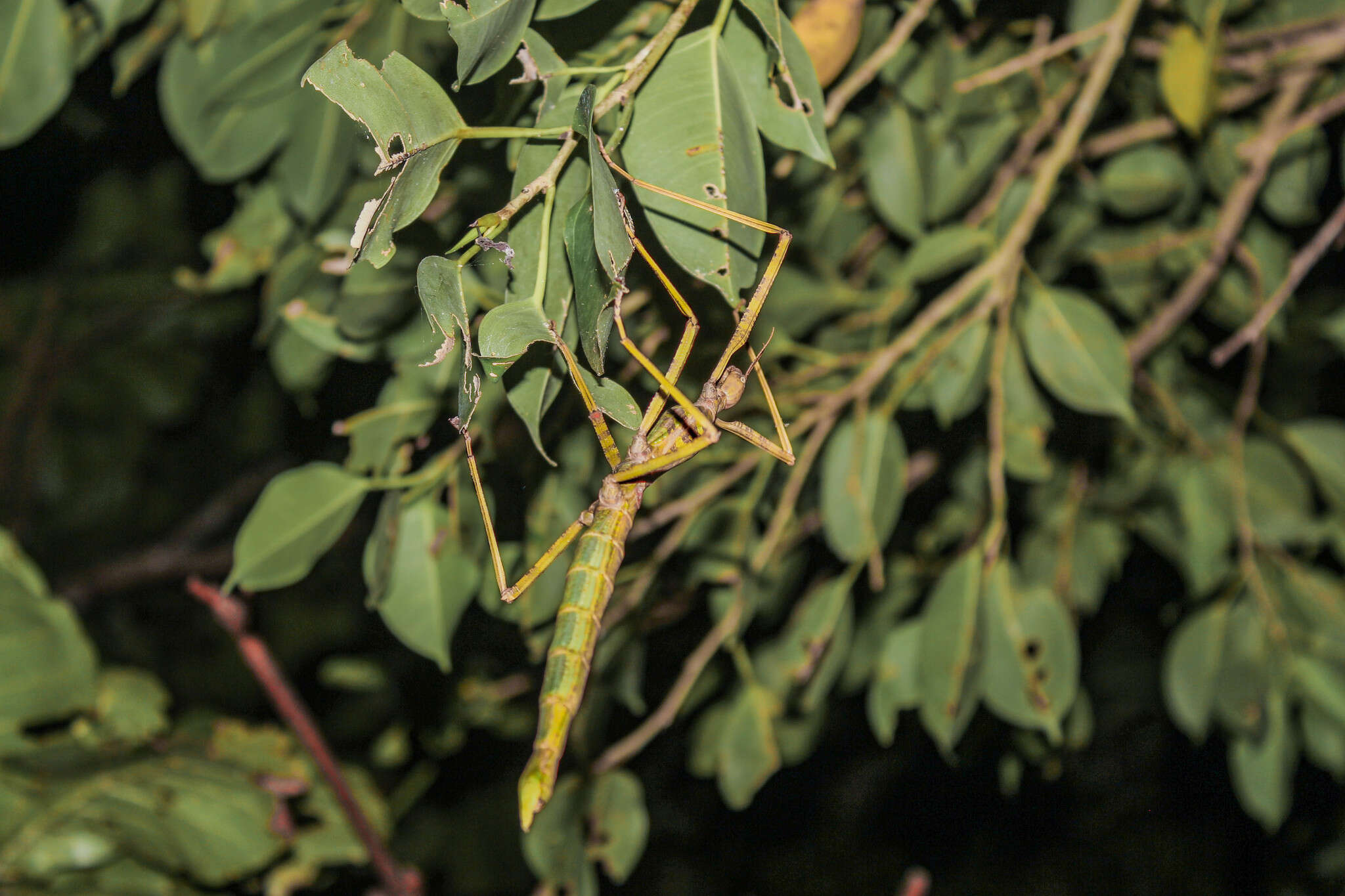 Image of Phasmotaenia lanyuhensis Huang, Y. S. & Brock 2001