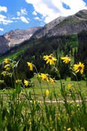 Imagem de Helianthella quinquenervis (Hook.) A. Gray