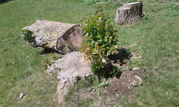 Image of Carolina poplar