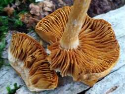 Gymnopilus picreus (Pers.) P. Karst. 1879 resmi