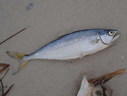 Image of Leatherjacket fish