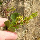 Image of Muehlenbeckia fruticulosa (Walp.) Standl.