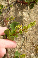 Image of Muehlenbeckia fruticulosa (Walp.) Standl.