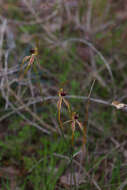 Image of Clubbed spider orchid