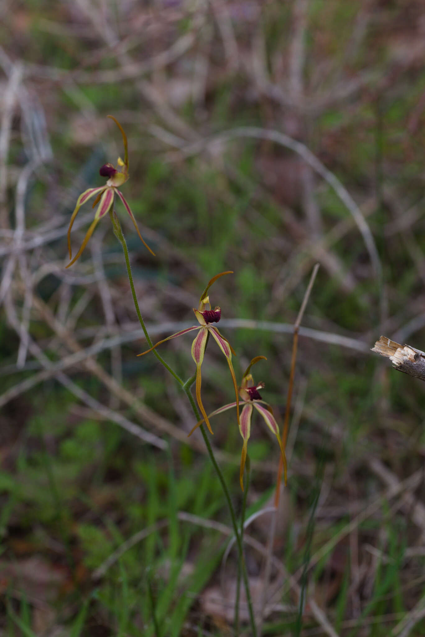 Image of Clubbed spider orchid