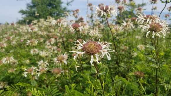 Слика од Monarda lindheimeri Engelm. & A. Gray