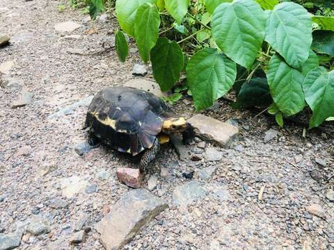 Image of Common Tortoise